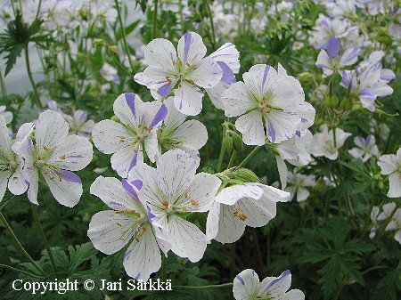 Geranium pratense 'Striatum'